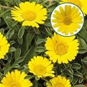 Bild von Asteriscus P12 Yellow